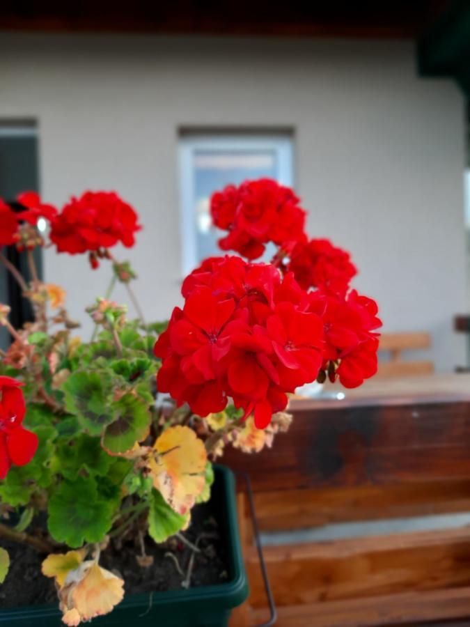 Vacation Home Danilo Žabljak Zewnętrze zdjęcie